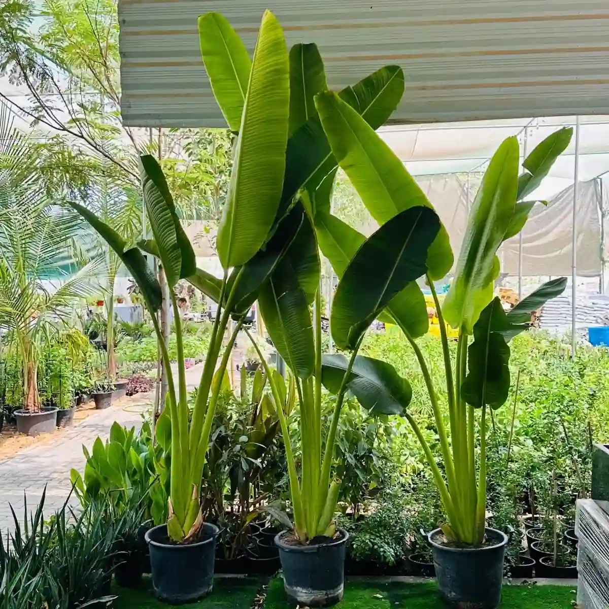 Traveler Palm 1313 (ટ્રાવેલર પામ)